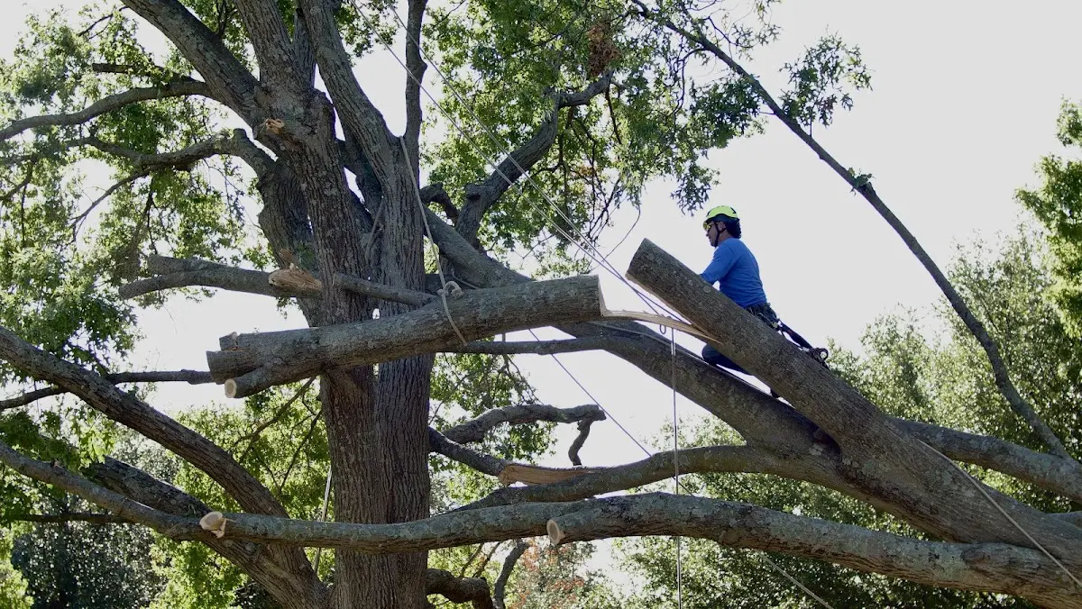 Professional Crown Thinning performed by certified arborists in Narberth